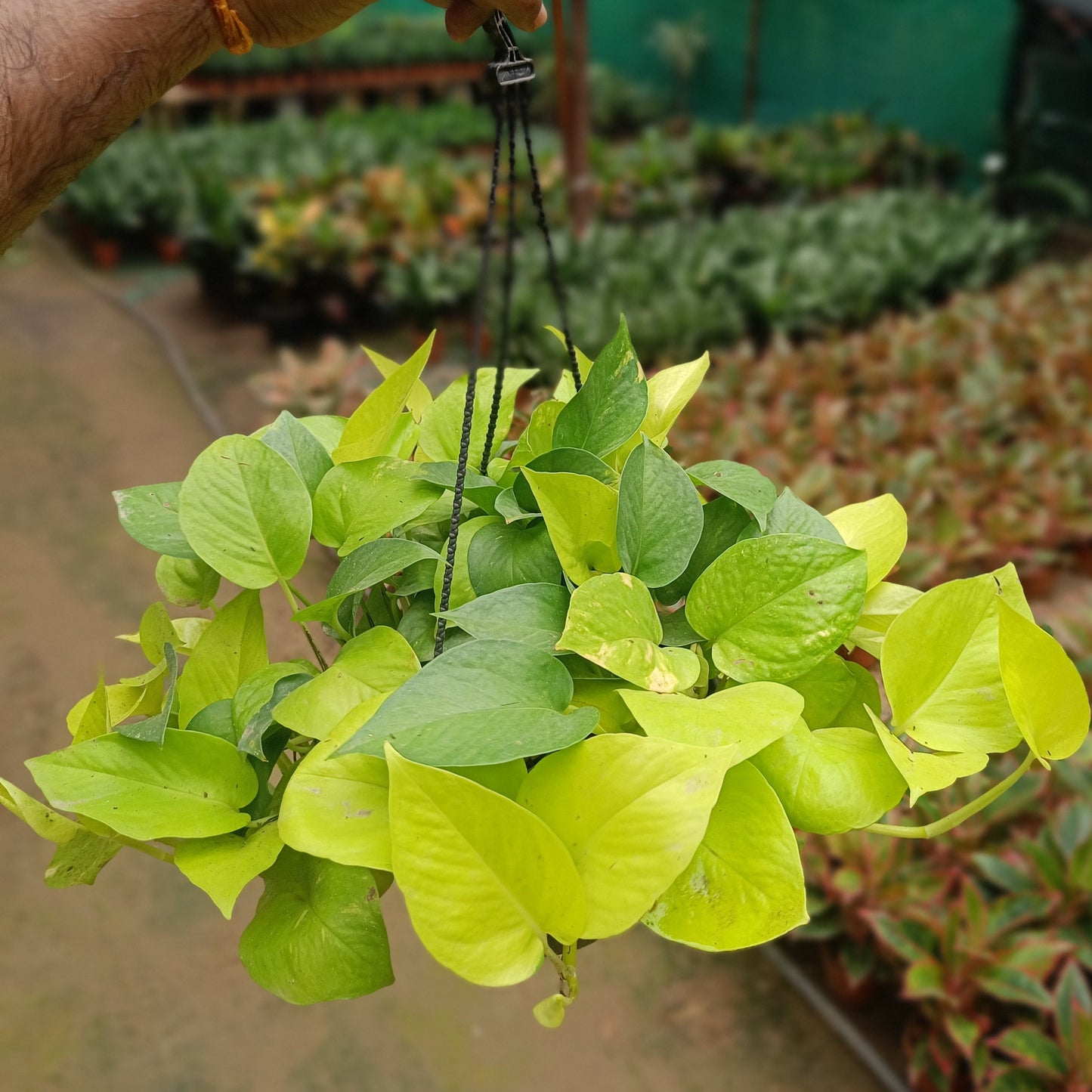 Money plant golden + Hanging Basket