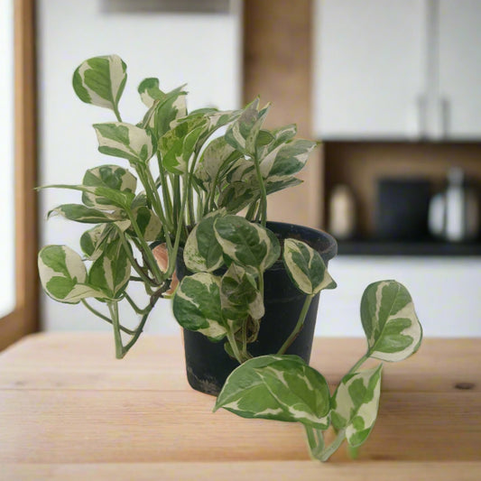 MoneyPlant- Variegated