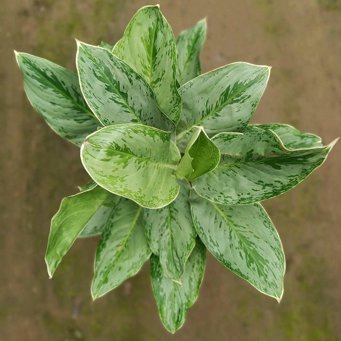 Aglaonema Chinese Evergreen