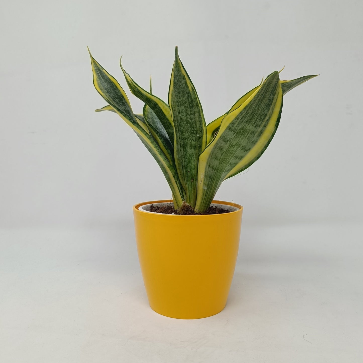 संसेविया हाईकलर