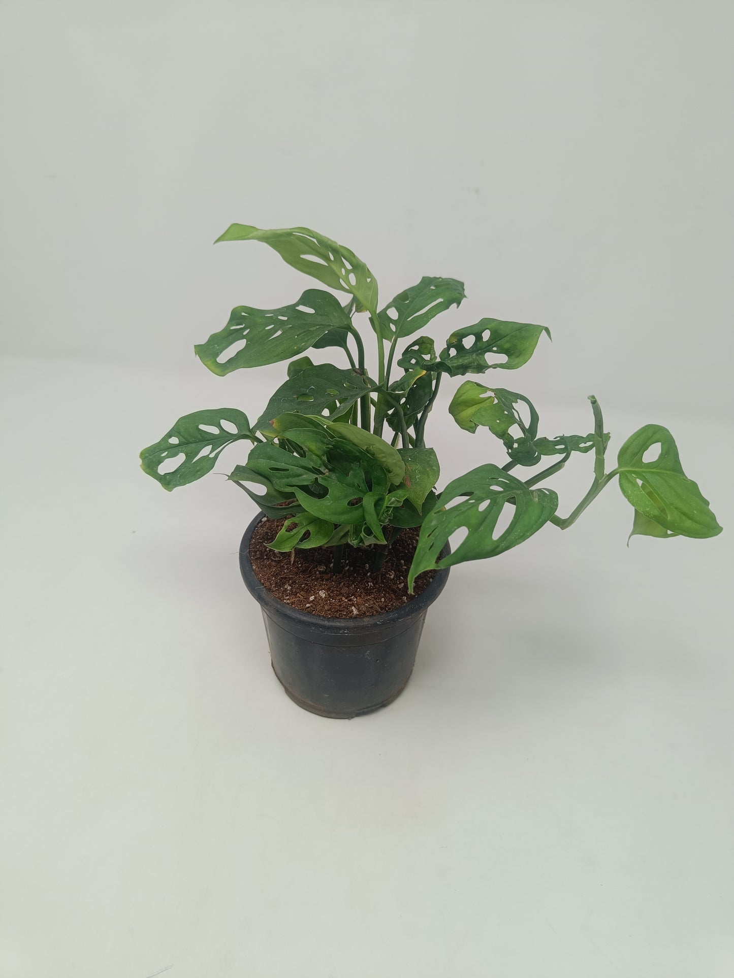 Monstera Adansonii in Black Nursery Pot