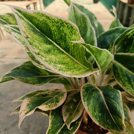 Aglaonema china