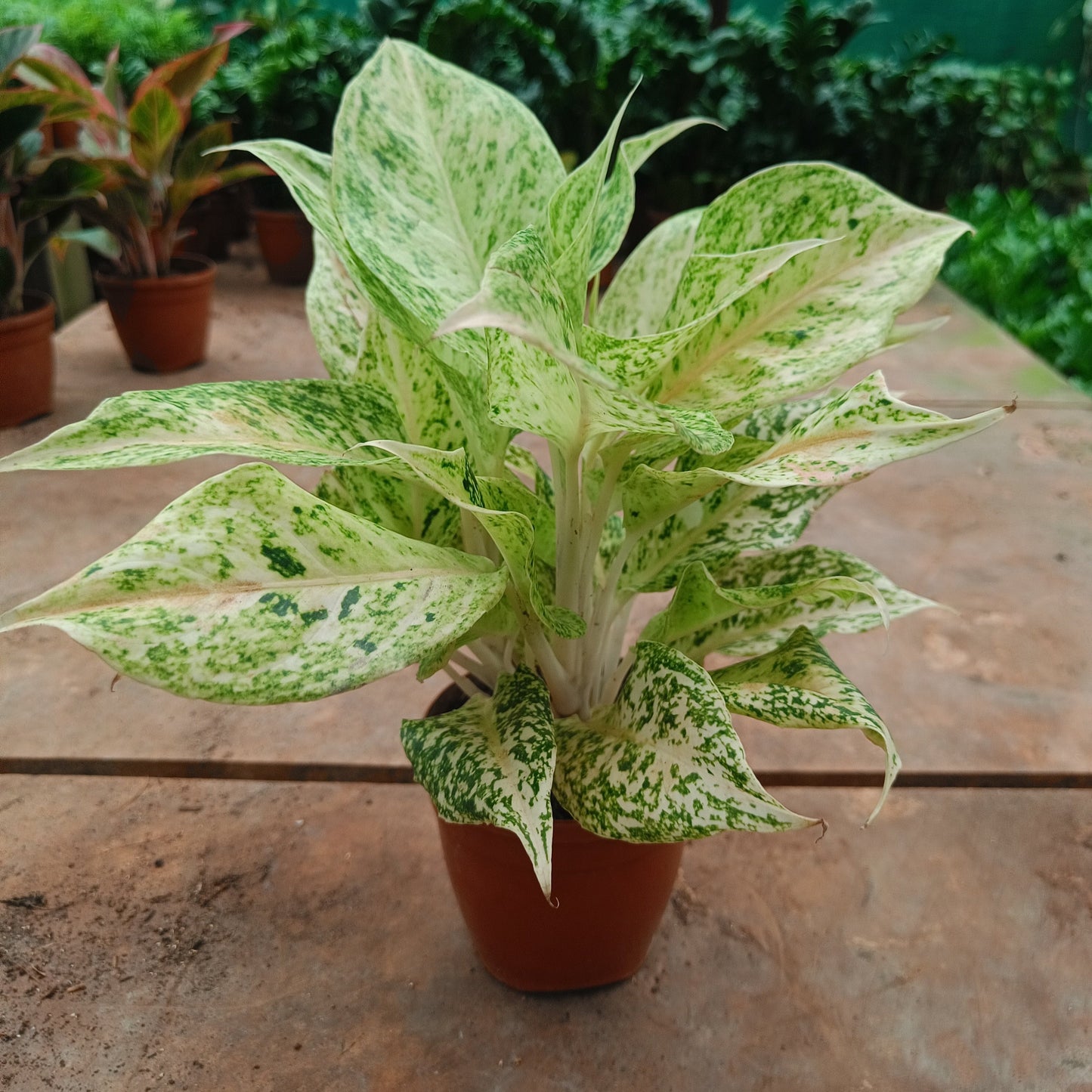 Aglaonema Beauty