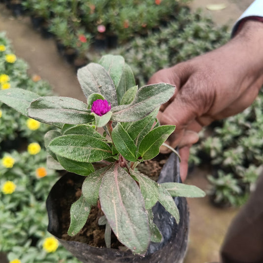 Gomphrena (set of 2)- Only for Delhi NCR