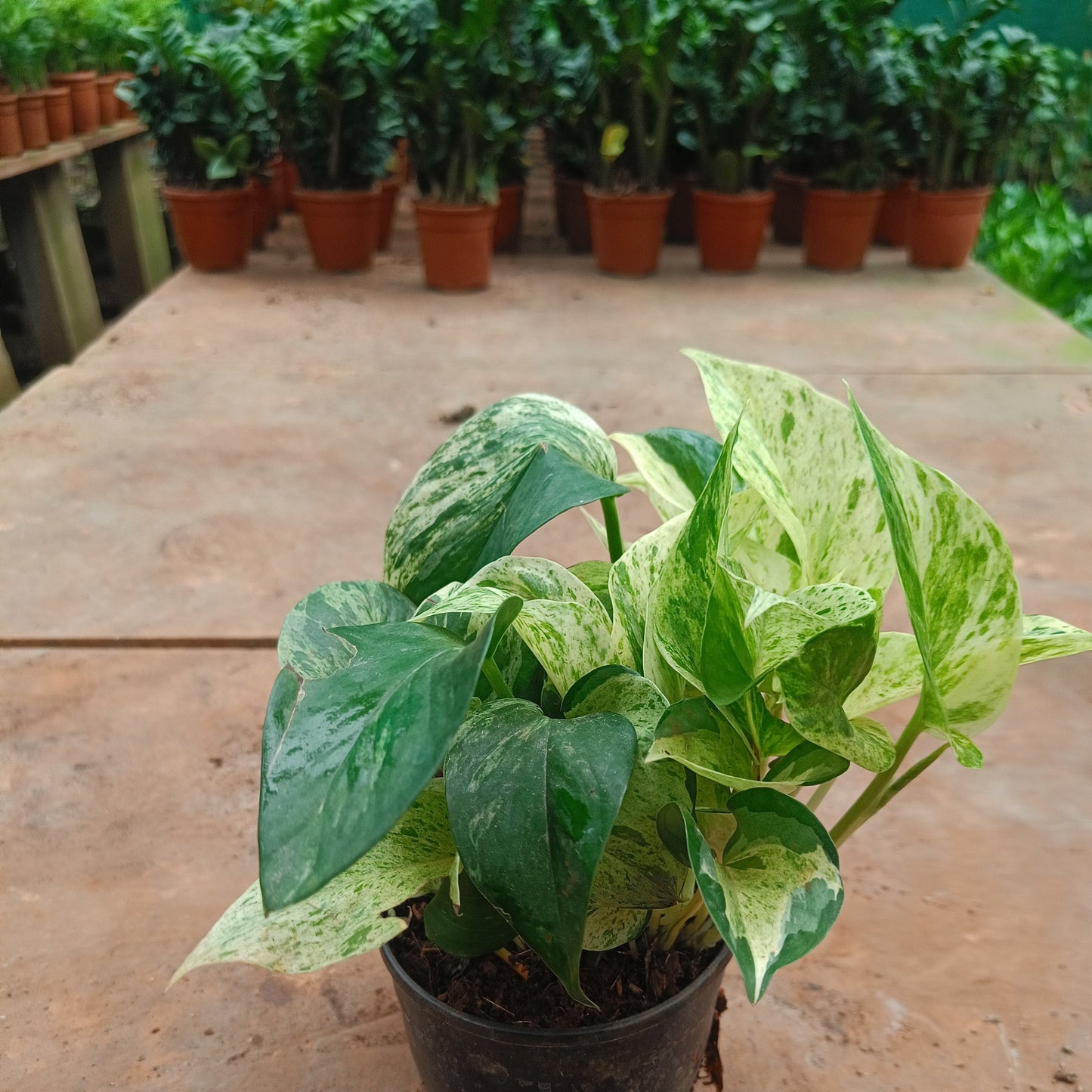 Marvel Money Plant