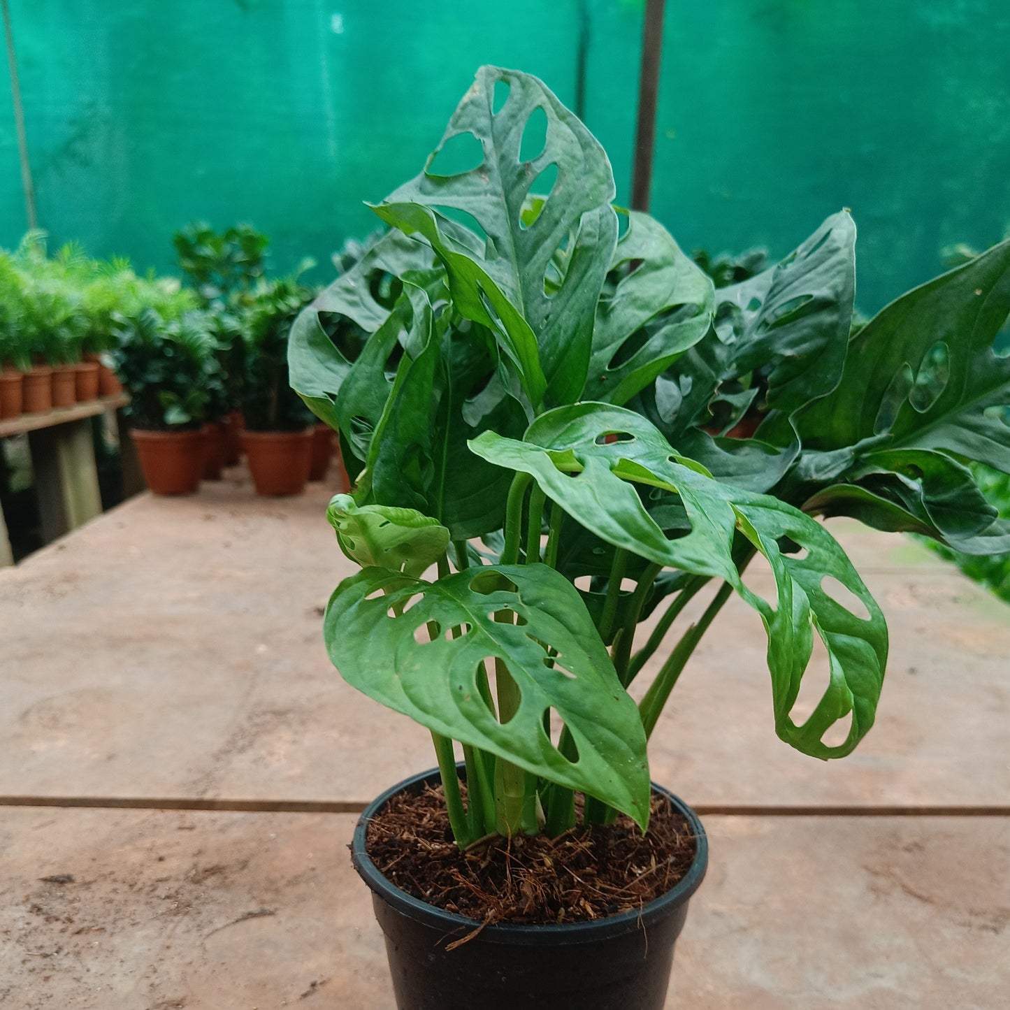 Monstera Adansonii