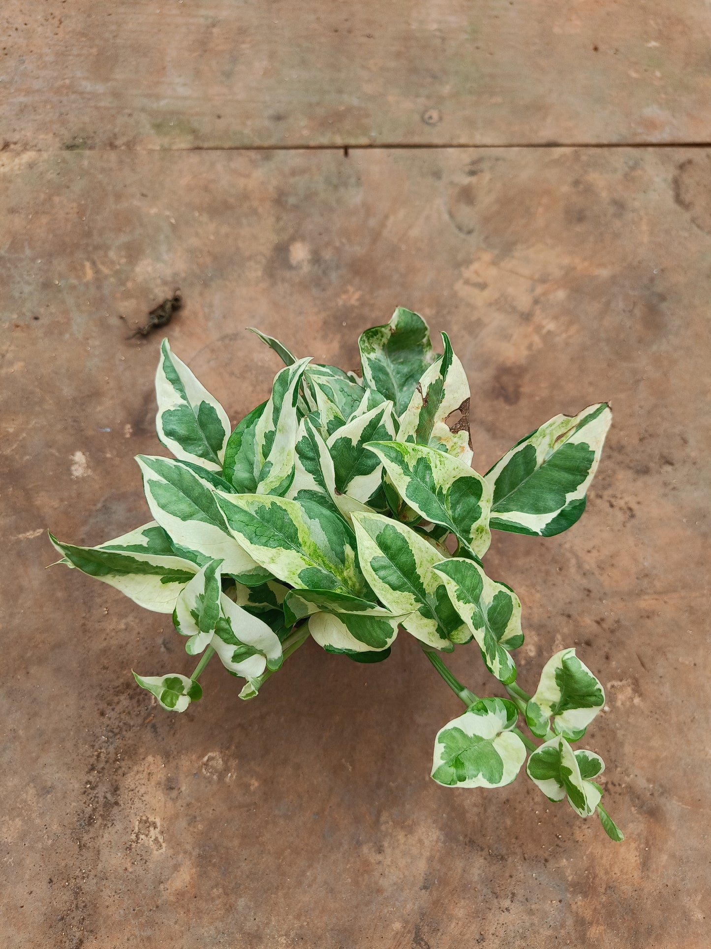 MoneyPlant- Variegated