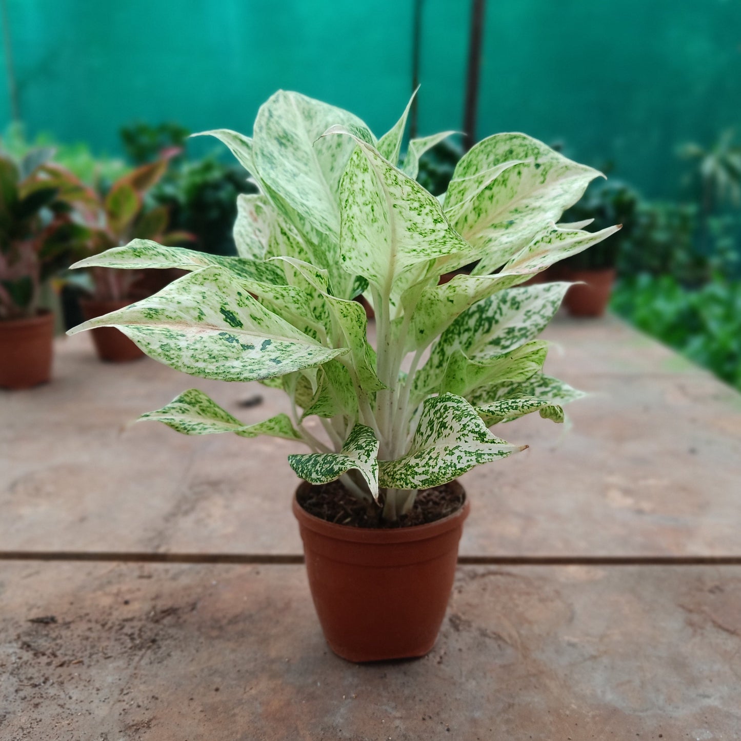 Aglaonema Beauty