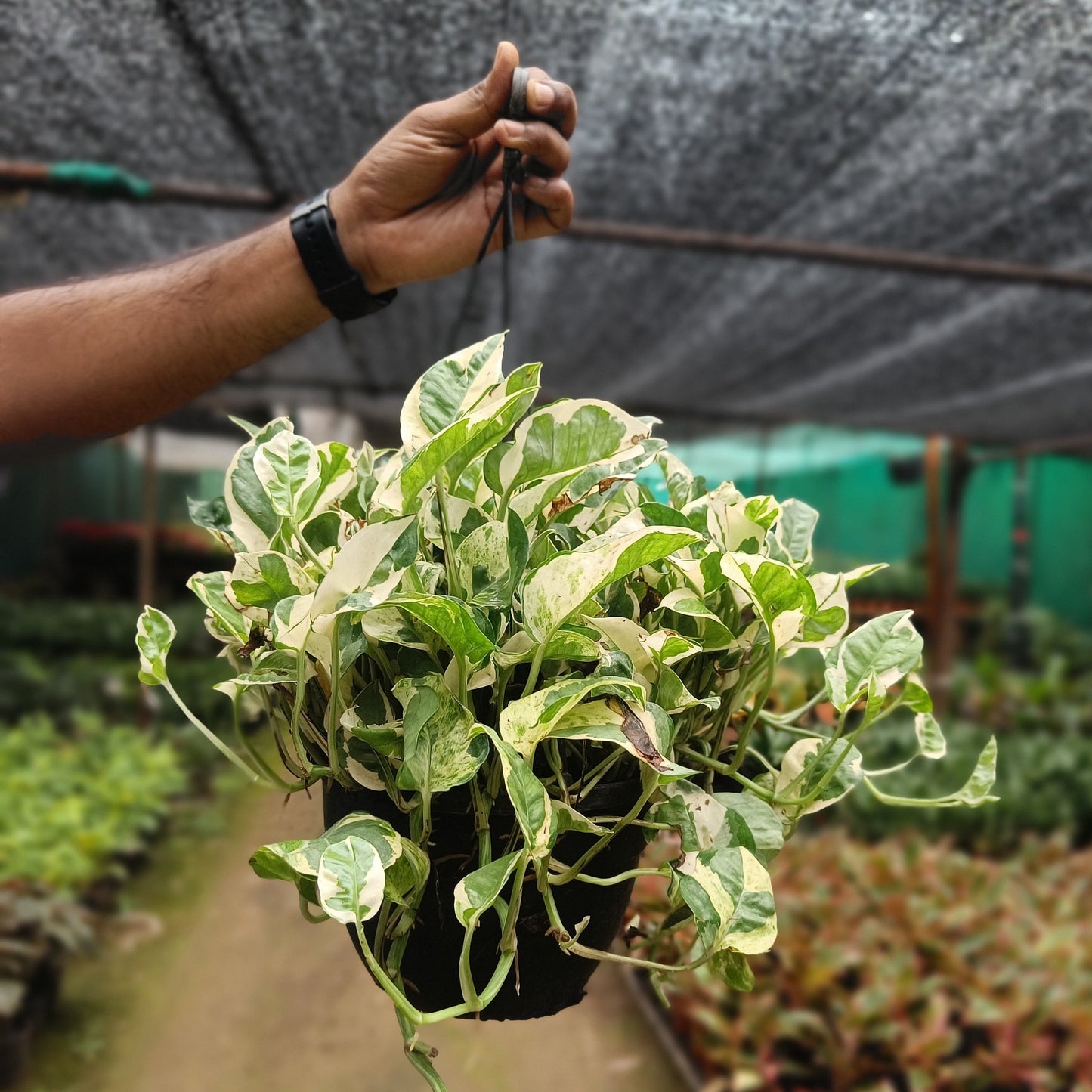 Money plant variegated + Hanging Basket