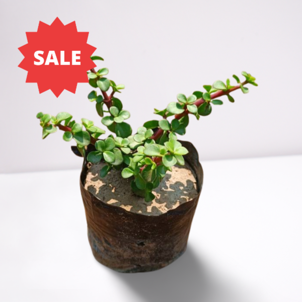 Jade Plant in 4 inch polybag