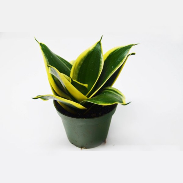 Golden- Sansevieria Dwarf
