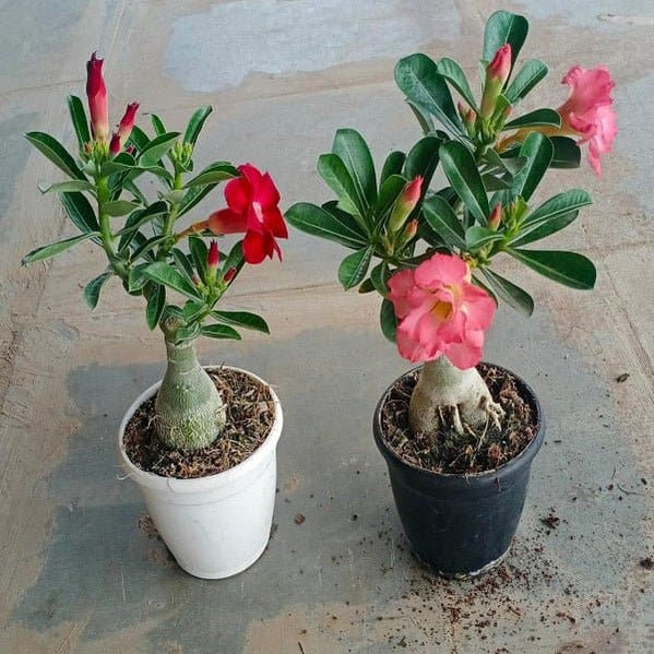 Adenium: Set of 2