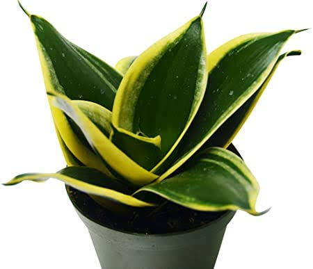Golden- Sansevieria Dwarf