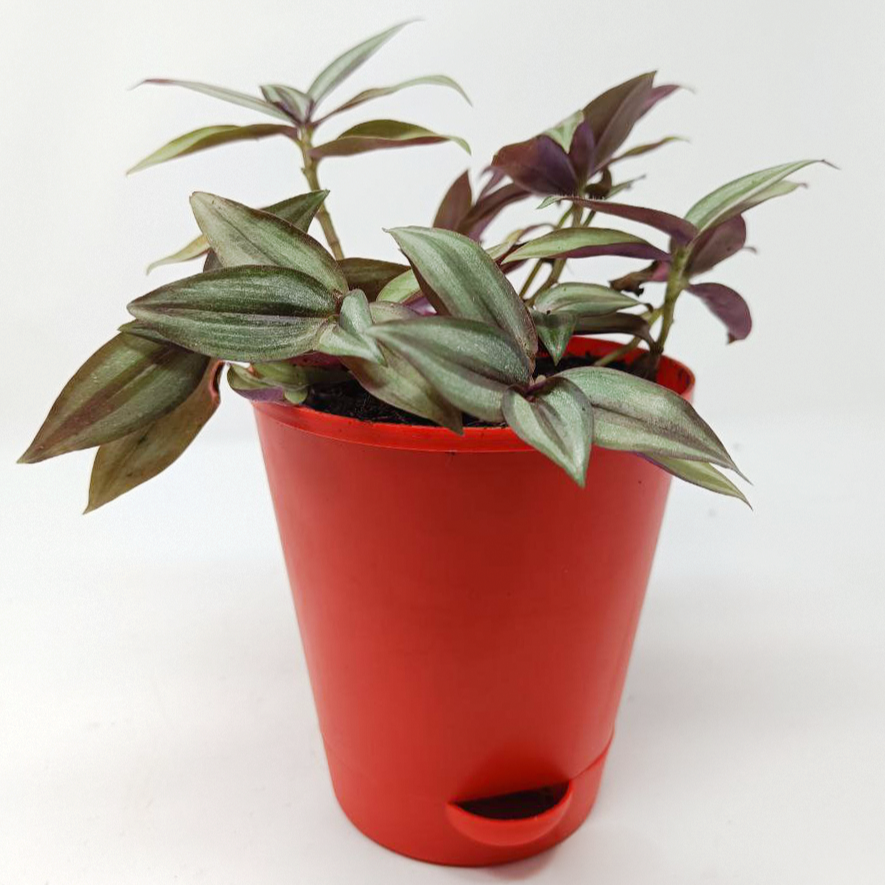 Inch Plant