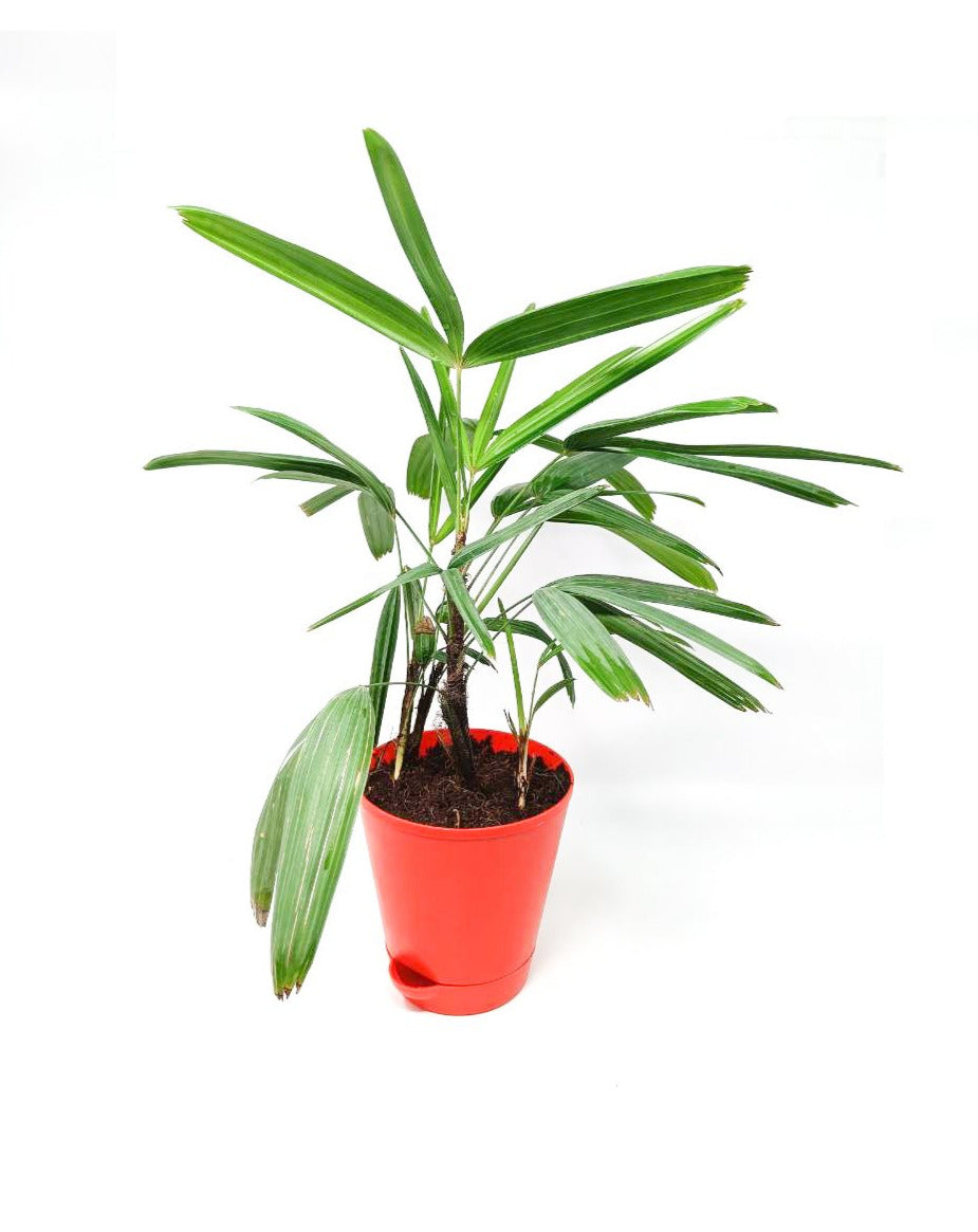 Raphis Palm