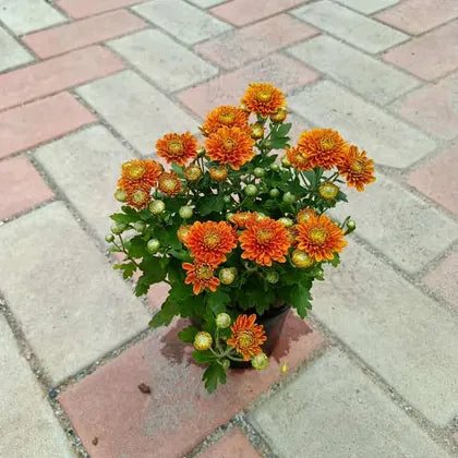 Guldawari/Chrysanthemum