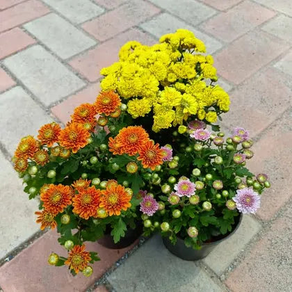Guldawari/Chrysanthemum in pot (set of 3)