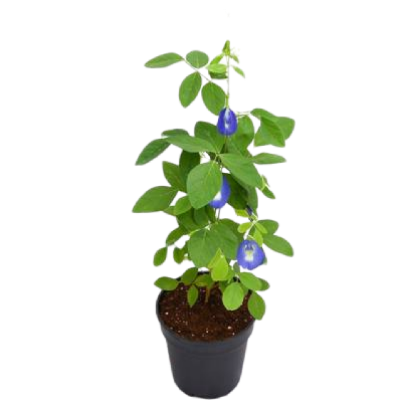 Aparajita plant