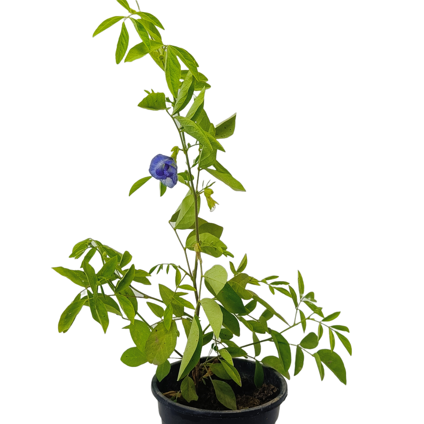 Aparajita plant