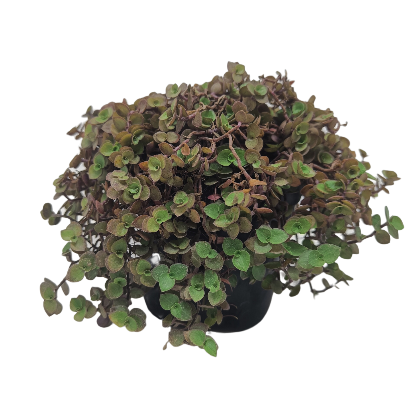 Callisia repens