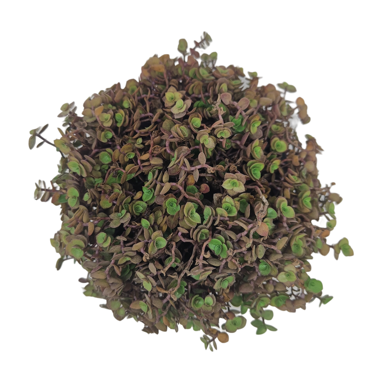 Callisia repens