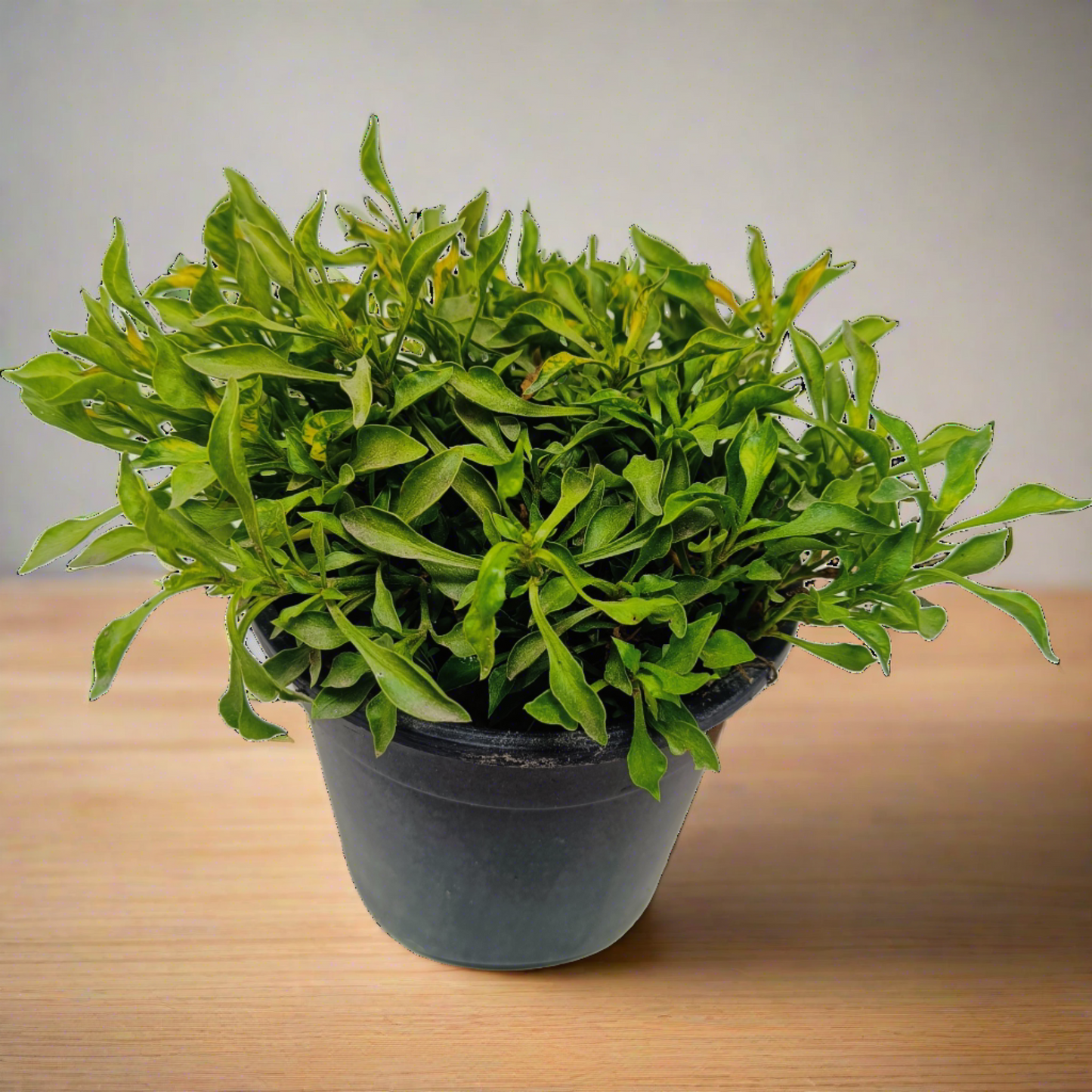Alternanthera green