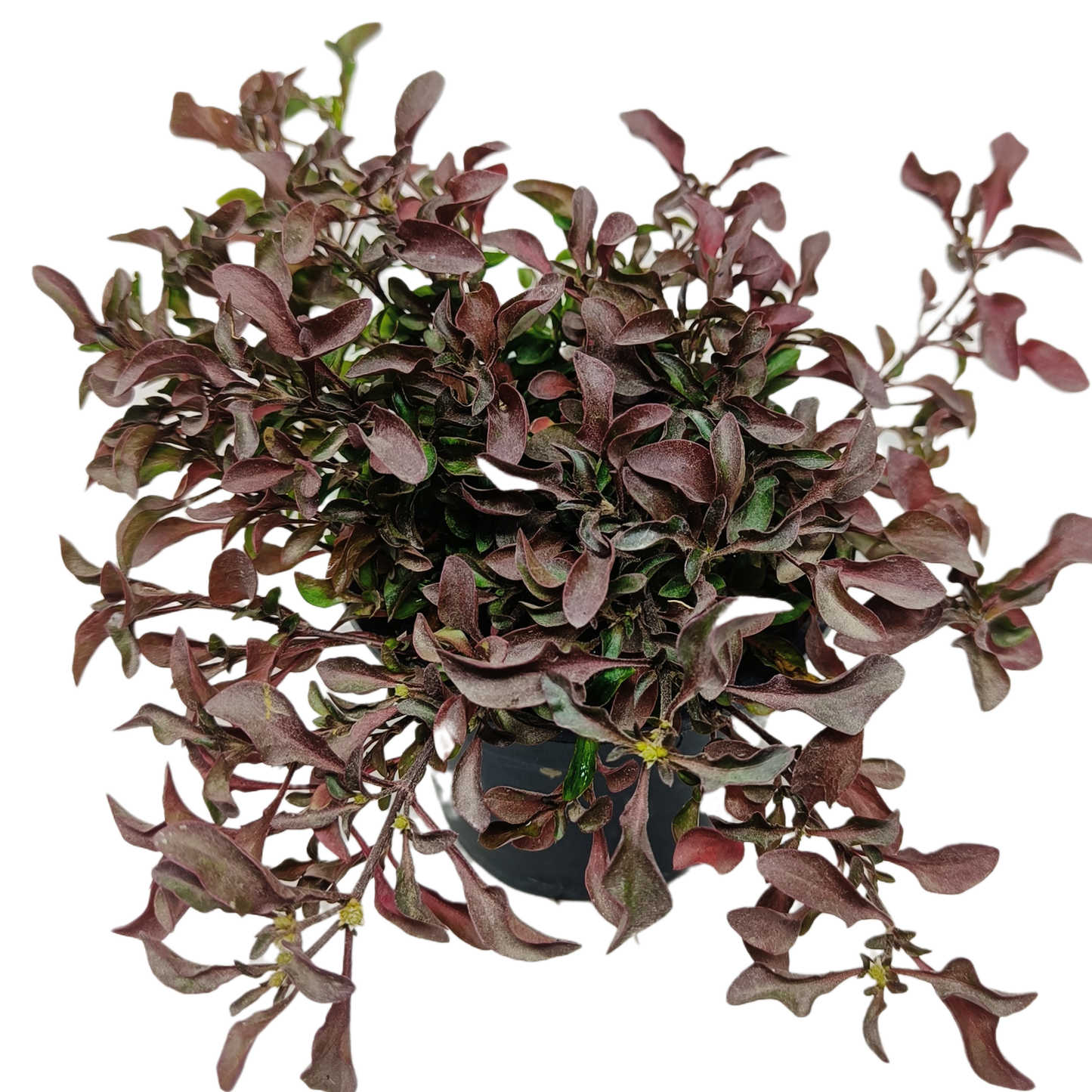 Alternanthera red