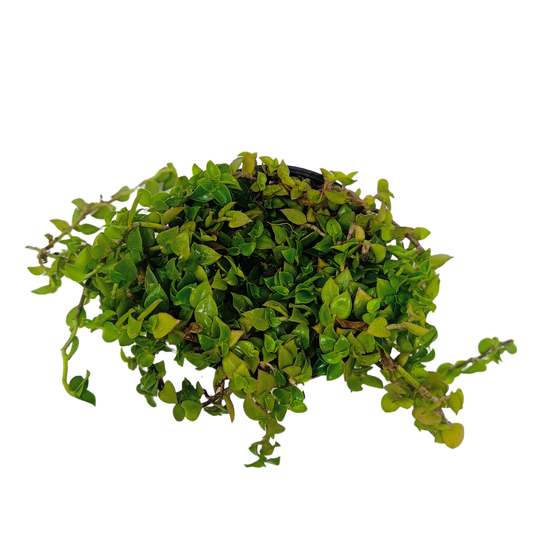 Turtle vine