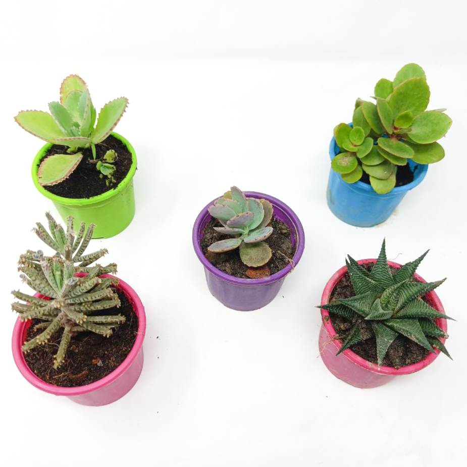 5 Succulent Plants Set-2