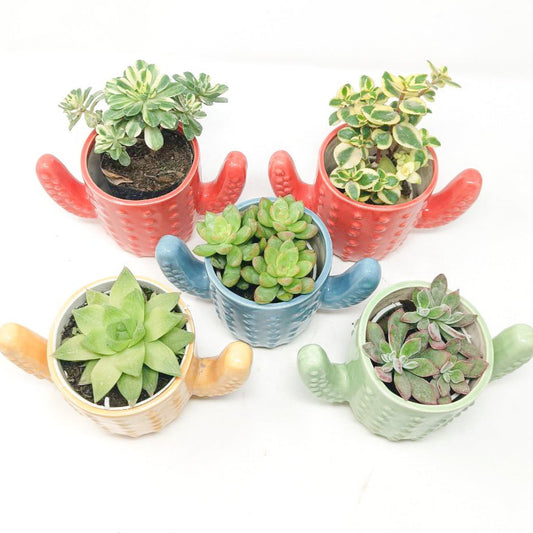 5 Succulent Plants with Ceramic Pots Set-2