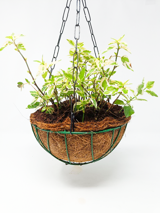 Asystasia gangetica variegated + Hanging Basket