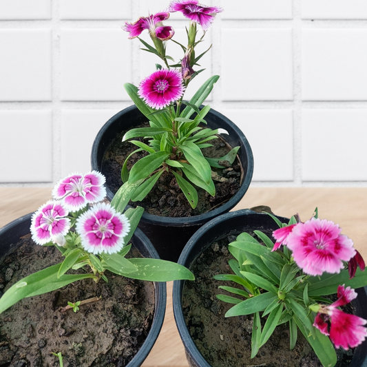 डायन्थस (3 का सेट) मौसमी फूल वाले पौधे