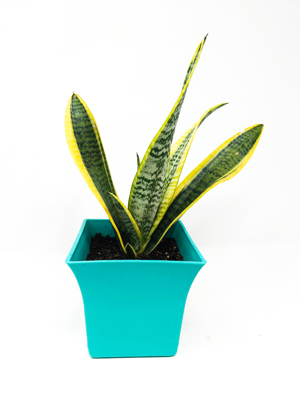 Snake plant