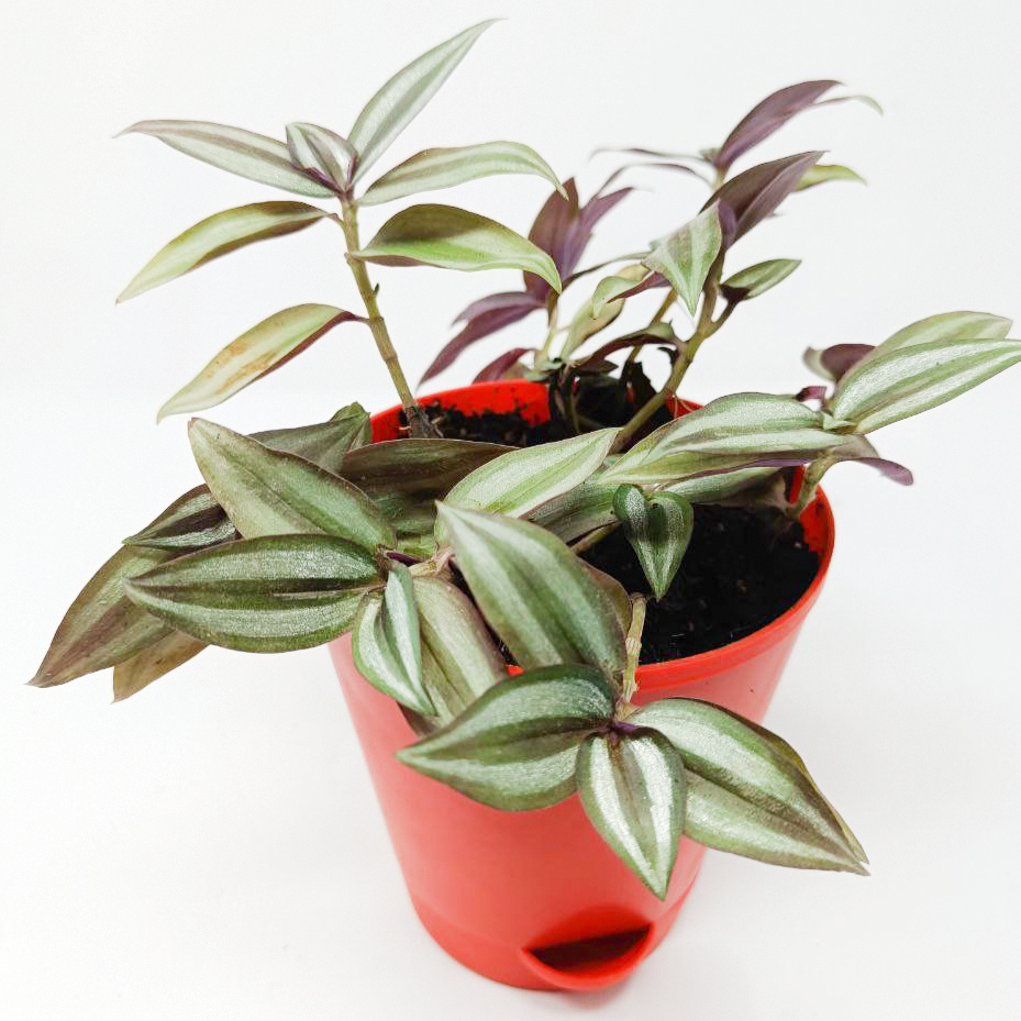 Inch Plant