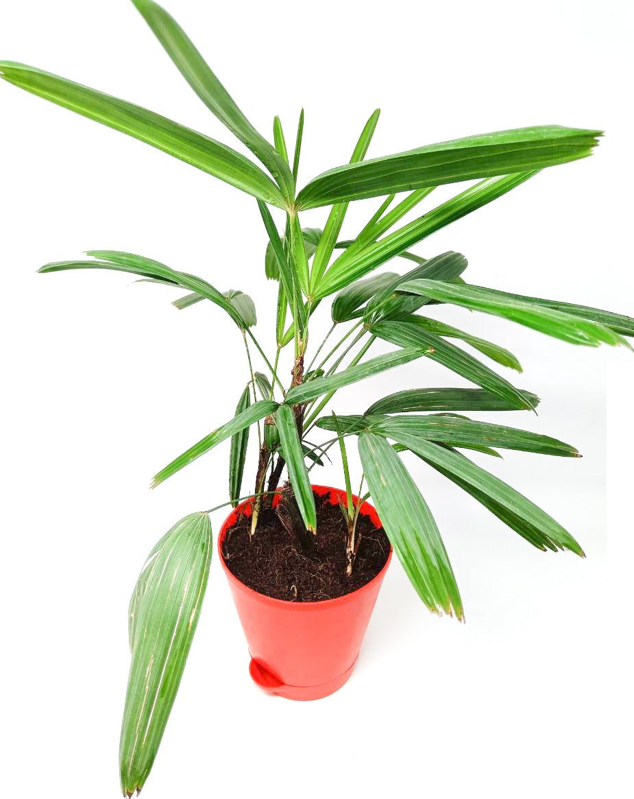 Raphis Palm