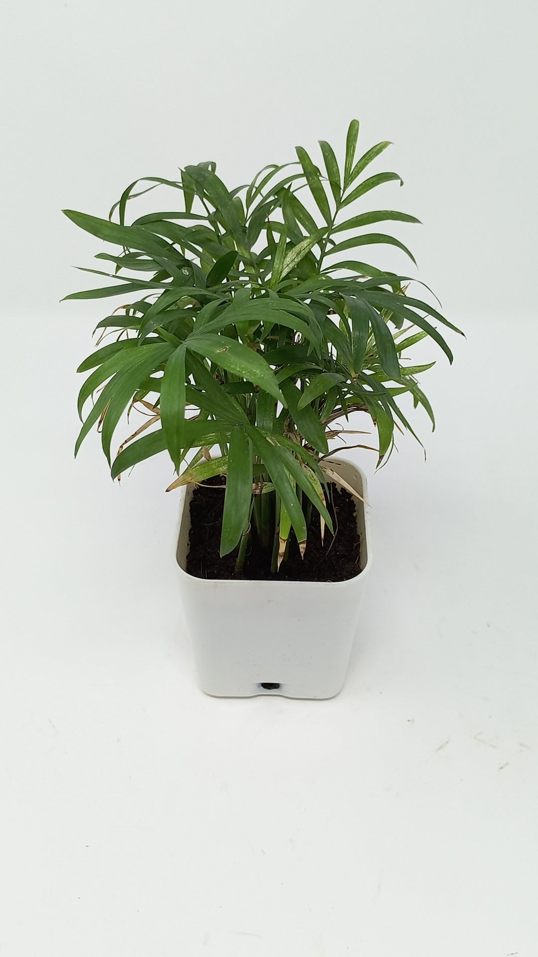 चामेदोरिया हथेली