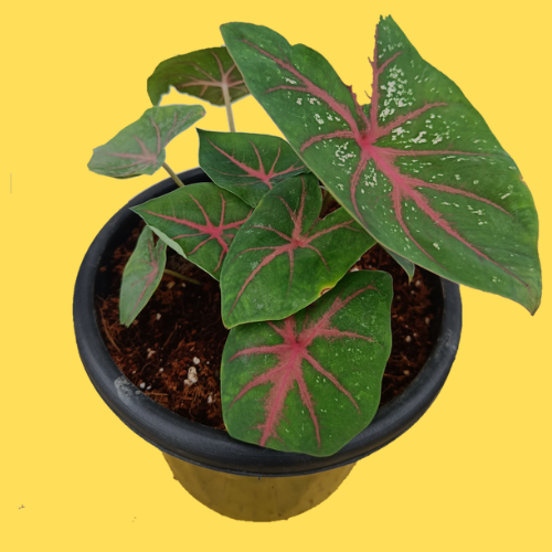 Caladium