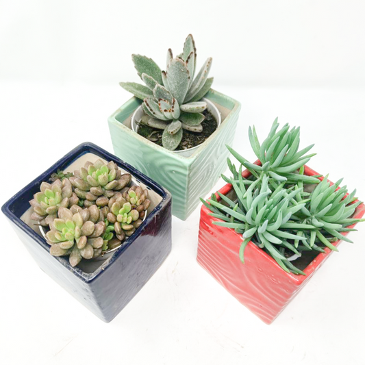 3 Succulent Plants with Ceramic Pots Set-4