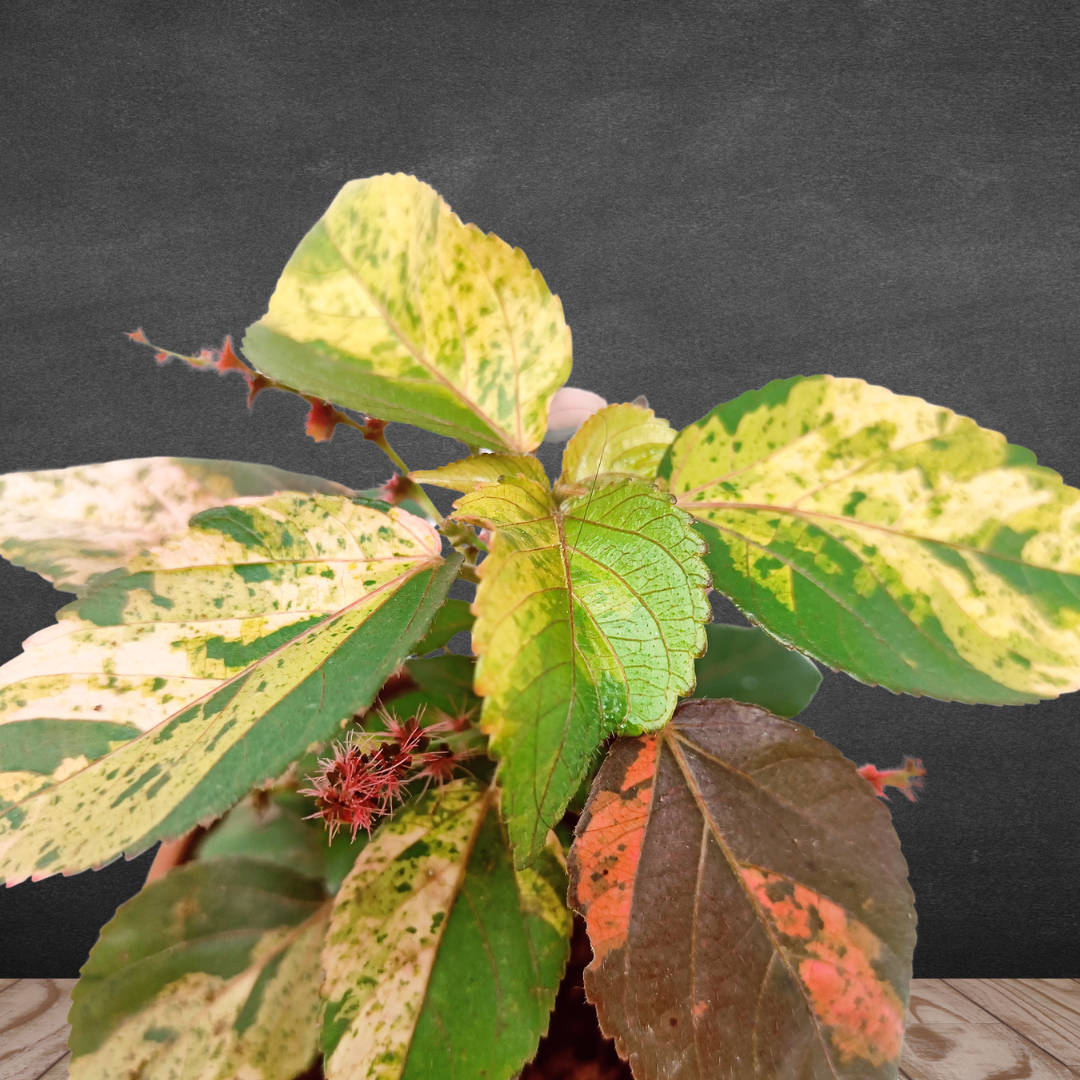 Acalypha