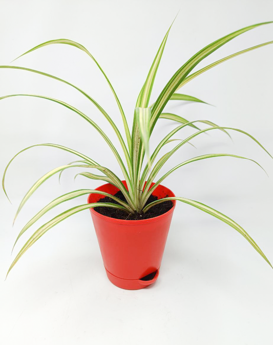 Pandanus Variegated (Golden) Plant