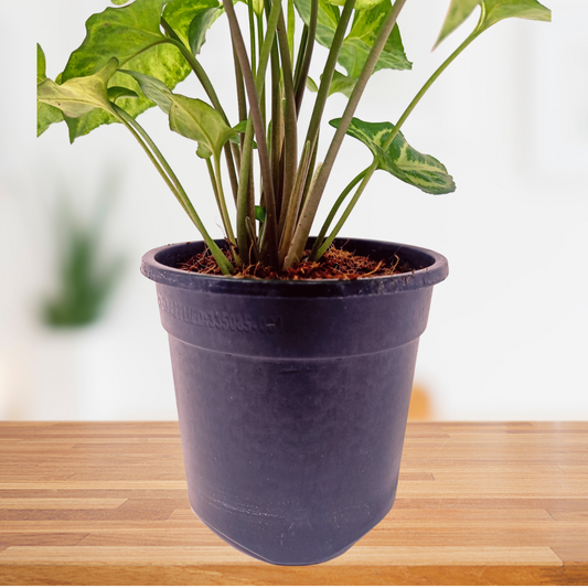 Syngonium light green