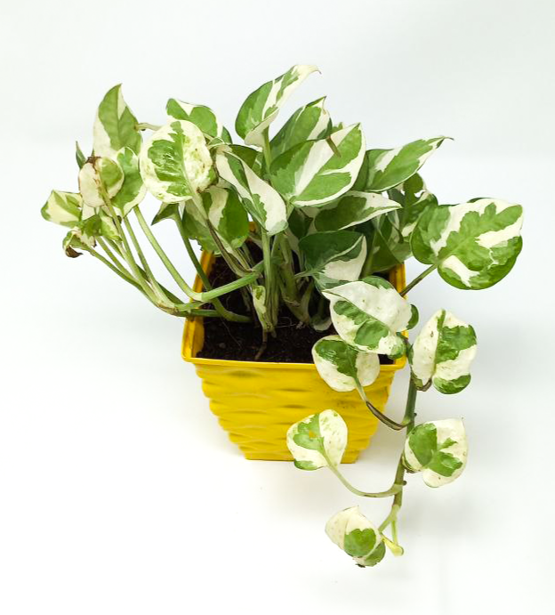 Money Plant variegated