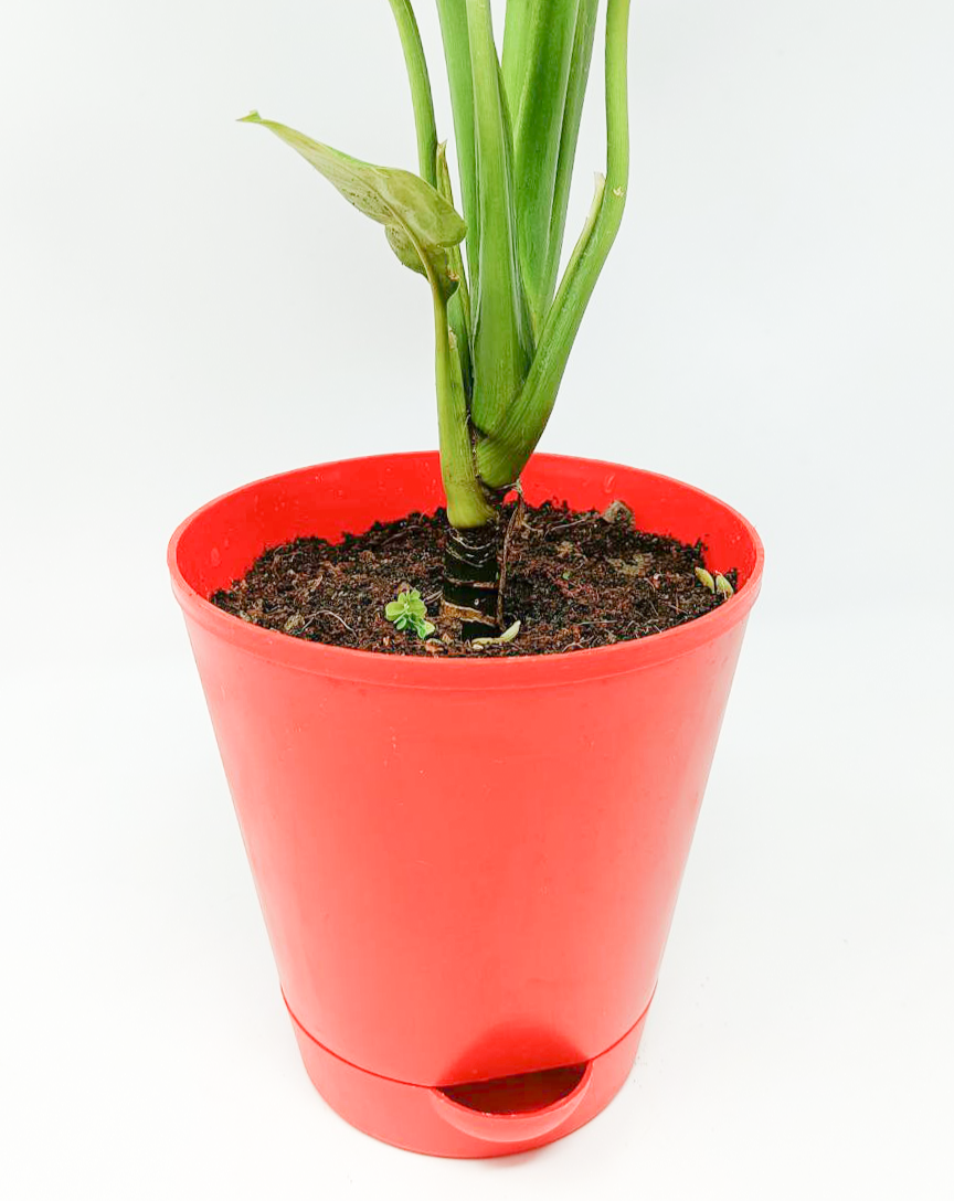 Aglaonema silver queen