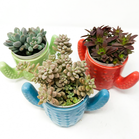3 Succulent Plants with Ceramic Pots Set2