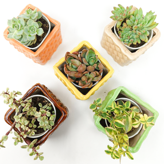 5 Succulent Plants with beautiful ceramic pot