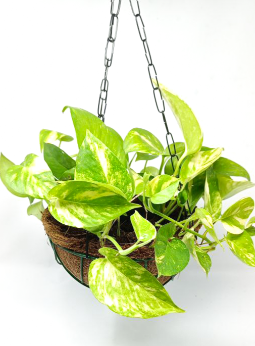Green Money Plant + Hanging Basket