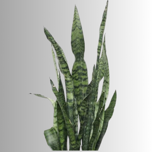 Snake Plant- Green