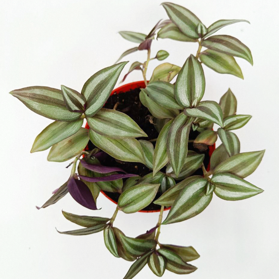 Inch Plant