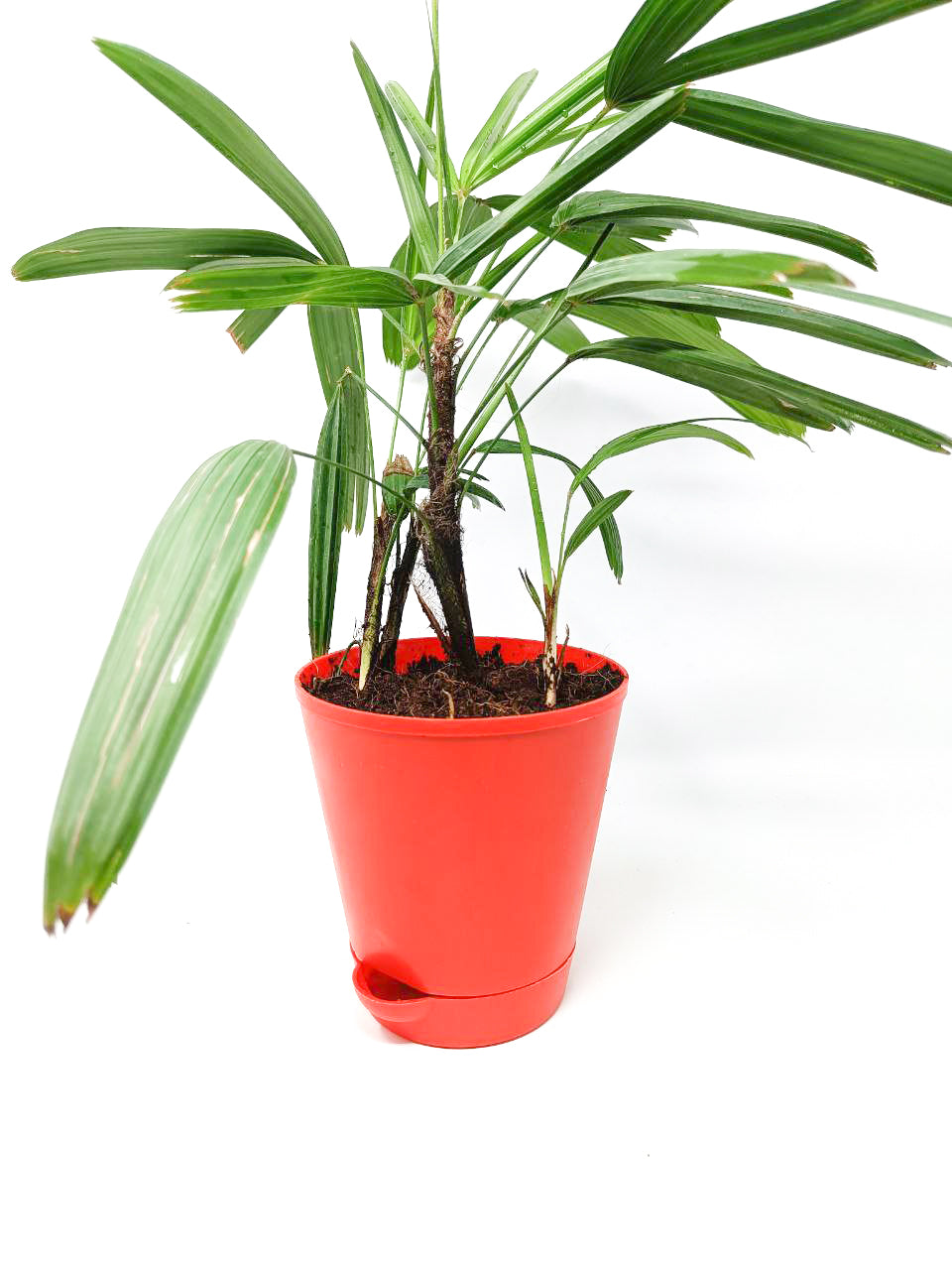 Raphis Palm