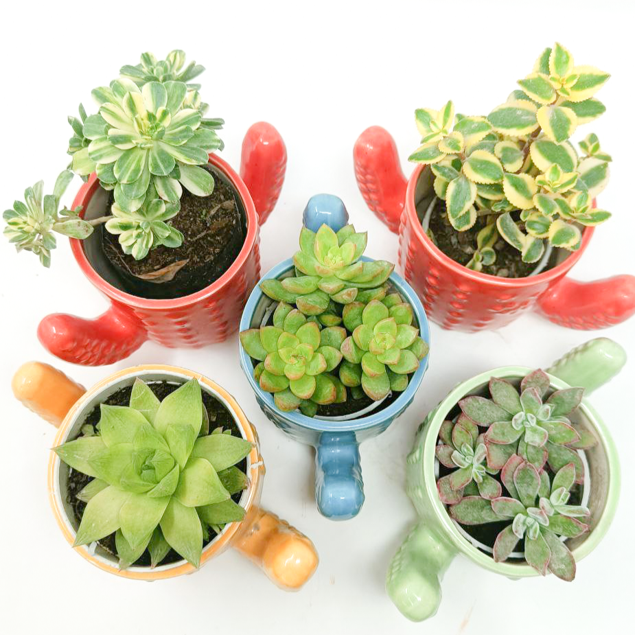 5 Succulent Plants with Ceramic Pots Set-2